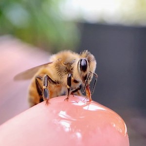 23K views · 799 reactions | Little honey bee slurping up some spilt honey  | Flow Hive | Facebook