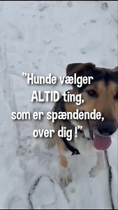 🐾 Hvis der ligger mad eller legetøj - så har du allerede tabt! Indkald fungerer kun så længe, at der ikke er andre forstyrrelser! ... Nej - det passer faktisk ikke! Det er helt korrekt, at det er sværere med forstyrrelser omkring sig, men det kan din hund lære at ignorere! Træningen skal blot bygges korrekt op! Hvis din hund er super god, hvis der ikke er forstyrrelser, men intet kan, når der ER forstyrrelser, så er det ikke fordi, at din hund er umulig, dum, dominerende, eller "alfa". Det bety