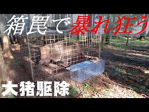 【箱罠】罠にかかったデカ猪の捕獲【デカ猪】#イノシシ駆除 #イノシシ止め刺し #罠イノシシ
