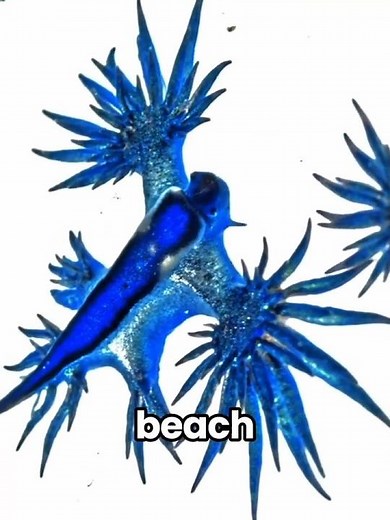 This Beautiful Creature Carries Stolen Venom