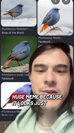 Does China have better birding memes? #birds #birding #plumbousredstart #memes #shorts #viral #fyp