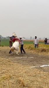 1.4M views · 4.8K reactions | Marwari Horse Lovers | Marwari Horse Lovers | Facebook