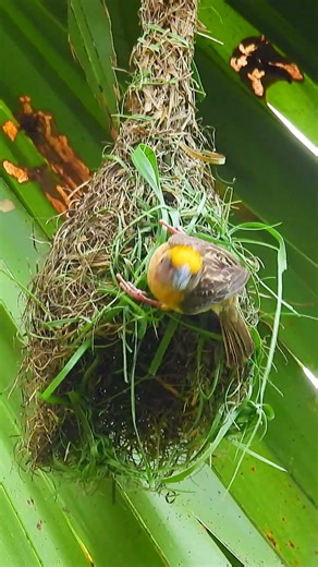 Amazing Weaver Bird Build New Home 283#viralvideo
