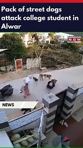 A shocking incident of dog attack surfaced from Rajasthan's Alwar. A college student was attacked by a pack of 8-10 stray dogs in the GK Nagar Colony of Alwar city. The harrowing ordeal was captured on CCTV Shortly after the dogs pounced on the girl, another woman who came from behind on her scooty, shooed away the dogs and rescued her. #Watch #DogAttack #Alwar #Rajasthan #Animals | Mirror Now