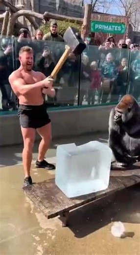 Bodybuilder failed to break the ice block...wait for the gorilla 💪🦍