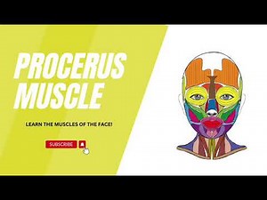 PROCERUS MUSCLE