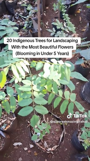 Top Indigenous Trees for Fast Flowering Landscapes