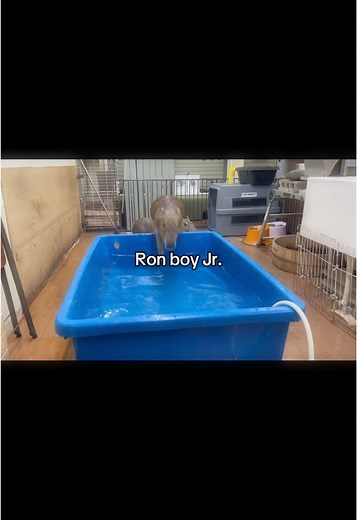 Funny Capybaras Jumping In Water #capybara #capybaracafe #capybaracafetokyo #animals #animallover #cuteanimals