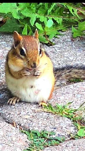 Caught in the Act: Tiny Chipmunk Snack Time! 🥜🐿️ #nature