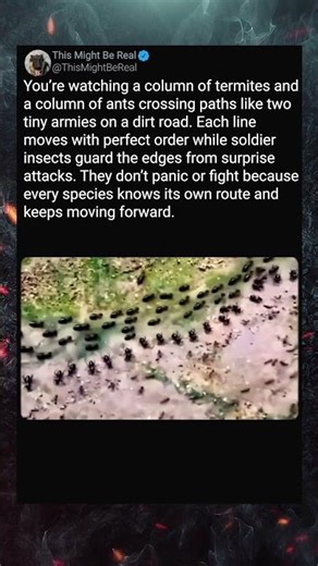 Ants and Termites Meet Like Armies