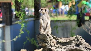 Suricate Meerkat Standing Alert Position Stock Footage Video (100% Royalty-free) 15717271 | Shutterstock