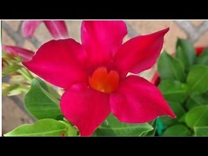 Mandevilla plant care tips/How to grow Mandevilla vine/Repotting Mandevilla