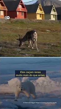 Ursos polares se adaptam às mudanças climáticas; veja vídeo