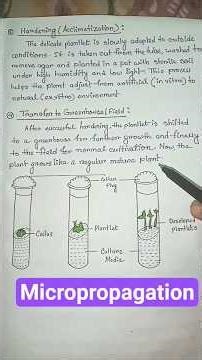micropropagation stages #botany #biology #class10lifescience #shortsfeed #shorts #trending #viral