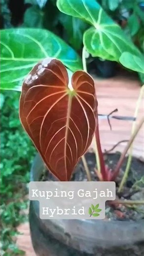 Kuping Gajah Hybrid 🌿#trendingshorts #tanamahias #plants #kupinggajah #garden