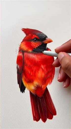 Red Cardinal Bird Sketch & Paint 🐦 Realistic Art Tutorial #drawing #coloring #sketchbook #speedpaint