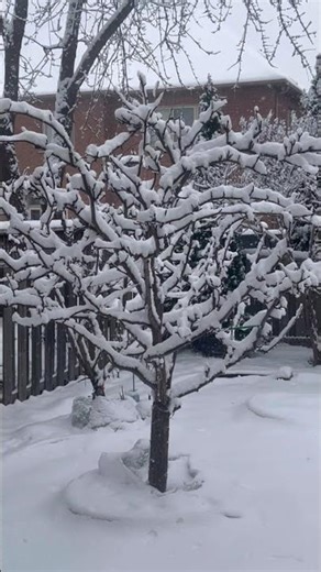 #Snow covered #pear trees in my #garden - December 2025