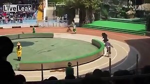 Bear attacked a monkey in a circus