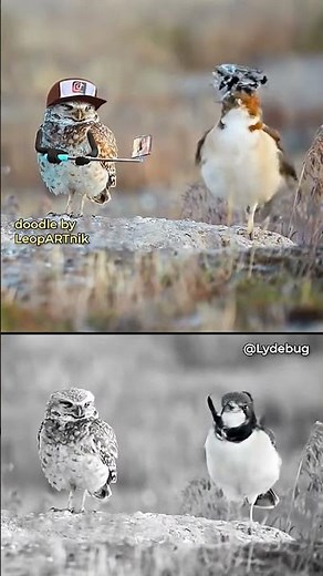 Funniest Bird Moments 😂 | Cute & Funny Birds Compilation"