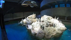 21K views · 784 reactions | Introducing: Penguin live webcam!  You asked, and we delivered! You can now live stream our African penguin colony webcam directly into your home!    For full live cam viewing, visit: https://bit.ly/2YnQgW1 #VirtualVisit #AquariumFromHome #Penguins | New England Aquarium | Facebook