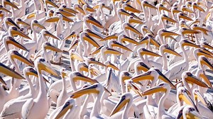 Migrating pelicans get served food to protect fish farms in Israel