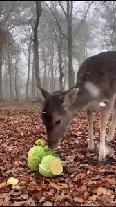3.8K views · 76 reactions | Video credit: The New Forest Wildlife Park | BrushBuck Wildlife Tours, Inc. | Facebook