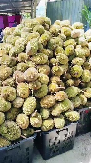 一粒一块自己选：如何挑选单粒巧克力的实用指南