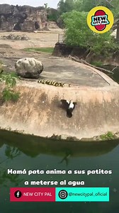 Mamá pata anima a sus patitos a meterse al agua La naturaleza es una fuente inagotable de vídeos virales, en esta ocasión una pata y sus patitos se volvieron furor en TikTok. #Tiktok #videoviral #patos #pataypatitos #video | NEW CITY PAL