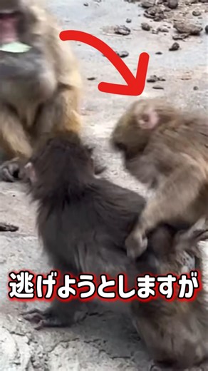 3対1でボコボコにされるパンチ