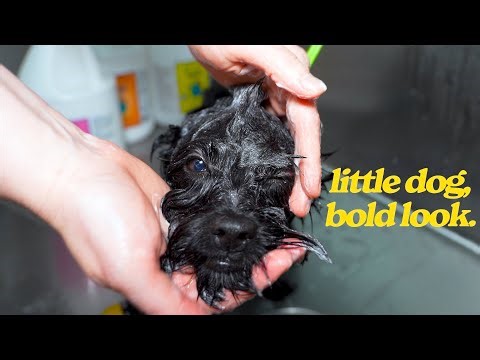 This Cute Puppy Desperately Needed a Haircut!