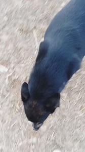 1K views · 81 reactions | 拾LAKY E SKY ADOTTATI...