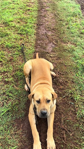 Boerboel obedience training