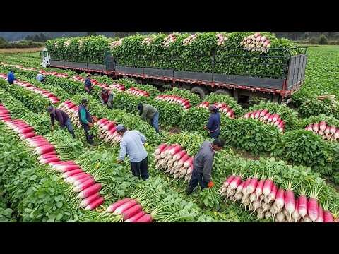 The Record-Breaking Harvest – Millions of Tons of Fruits and Vegetables Collected This Way