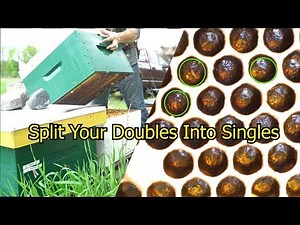 An Easy Way to Split a Double Brood Chamber Bee Hive: Splitting Part 2