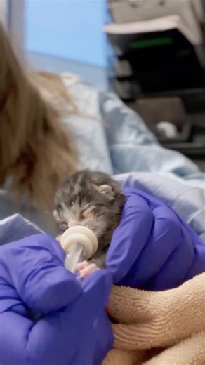 3.1K views · 195 reactions | We need baby bottle fosters - this means...