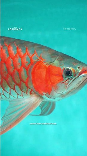The super red arowana is the story of all its owners! #arowana