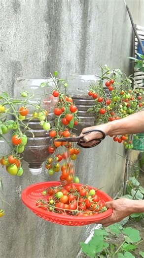 56K views · 966 reactions | How I Grow Tomatoes Right on the Fence I started growing tomatoes vertically along my fence to save space. It’s clean, efficient, and the plants produce like crazy. Perfect for small backyards or anyone who loves smart gardening hacks. #gardeningtips #tomatogrowing #verticalgarden #homegarden #growwithme #urbangardening #diygardening #Hoanggarden | T-Studio | Facebook