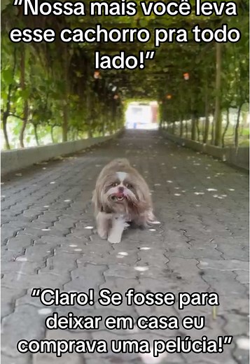 Estou errada ??? #amorporpets #maedepet #shihtzu
