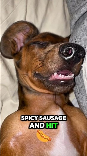 4 Things You NEED To Know Before Getting a Dachshund