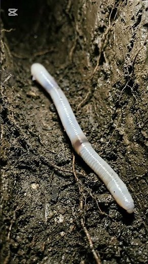 “The Giant ‘Ghost Worm’ Beneath America 😱 (Real?)”