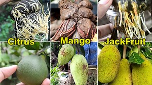 16K views · 942 reactions | Mango Citrus Jackfruit Rooting step by step in 7 minutes HD Video | Grafting Examples | Facebook