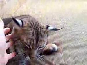 purring bobcat