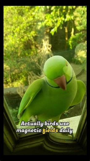 Science Just Proved Birds Fly