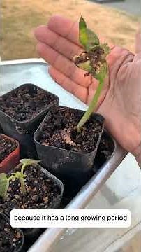 Christmas Lima beans are huge, delicious and pest resistant. #limabeans #gardentips #seedstarting