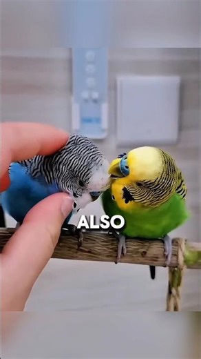 This Parrot’s Life Took an Unexpected Turn❤. #shorts