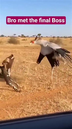 Secretary bird is no joke 🤣 #hyena #funny #comedy #memes #wildlife #hyena #birds #fyp #foryou #fypシ