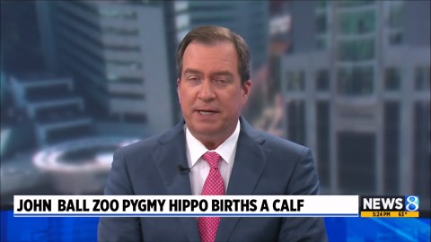 Pygmy hippo calf born at John Ball Zoo