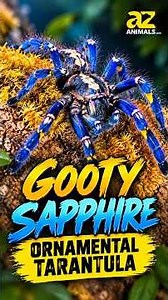 The Gooty Sapphire: One of the World’s Most Beautiful Tarantulas