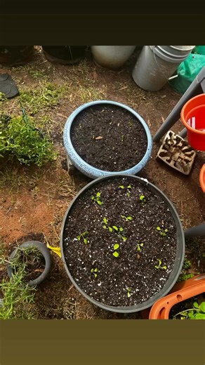 #herbs #cauliflower #lettuce #earthbox #greenstalk | Gardening with K