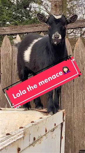 Another day on the farm with Lola the heathen🤦🏻‍♀️🐐#k18hairflip #MyPlayoffPicks #farmlifeisthebestlife #pygmygoats #goatsoftiktok